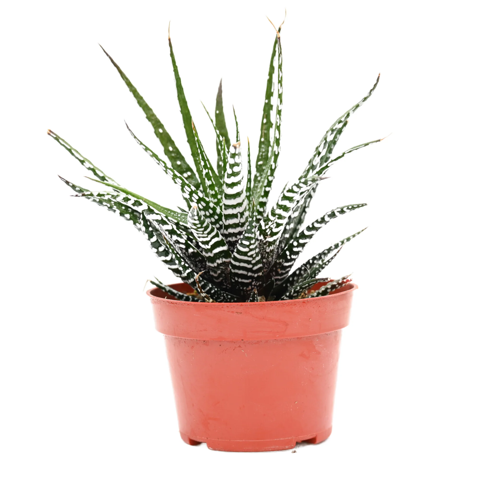 HAWORTHIA FOR SALE